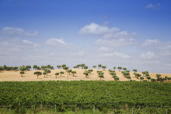 Herdade dos Grous oak trees